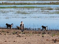 Chobe NP